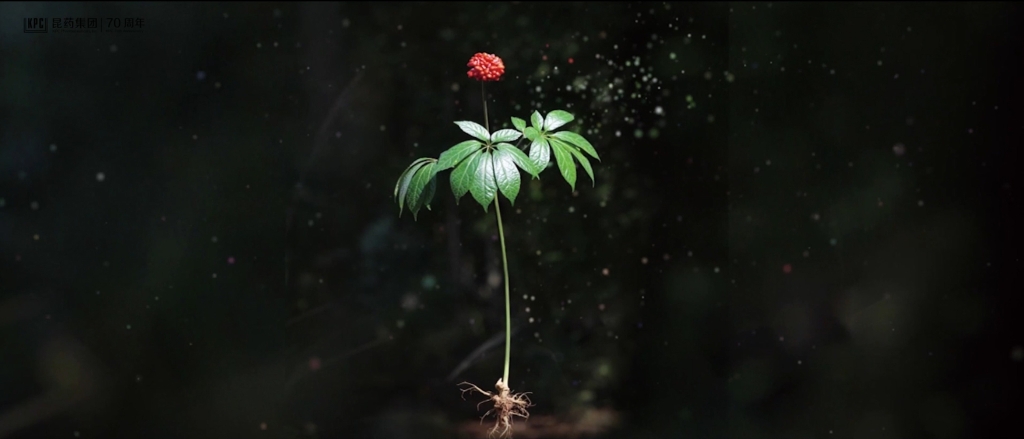 听，三七在说话